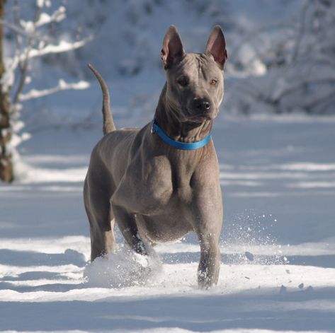 Thai ridgeback dog Thai Ridgeback, Ridgeback Dog, Socializing Dogs, Unique Dog Breeds, Rare Dog Breeds, Hairless Dog, Dog Playing, Rare Dogs, Winter Puppy