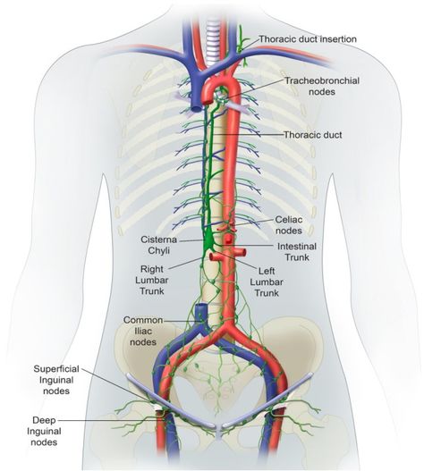 Body Enhancement, Thoracic Duct, Radiology Imaging, Interventional Radiology, Neck Surgery, Nurse Study Notes, Body Flush, Medical Anatomy, Medical Studies