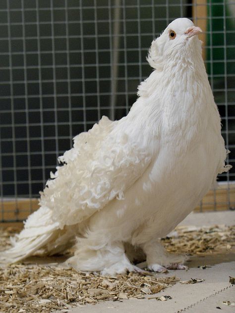 Frillback or Curly Pigeon Curly Pigeon, Frillback Pigeon, Fancy Pigeons, Pet Pigeon, Cute Pigeon, Tall And Short, Pigeon Pictures, Homing Pigeons, Pigeon Breeds