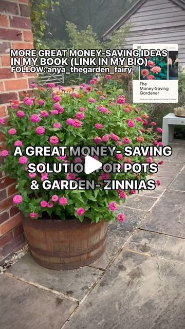 Zinnia Flowers In Pots, Zinnia In Pots, Zinnias In Containers, Zinnias In Pots, Book Vase, Zinnia Flowers, Annual Flowers, In Hot, Garden Inspiration