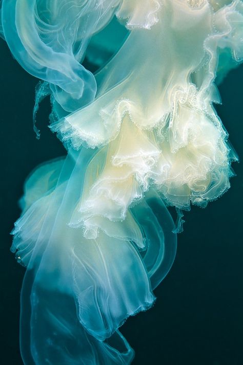 Jellyfish Swimming, Creature Marine, Beautiful Sea Creatures, Deep Blue Sea, Ocean Creatures, Sea World, Sea And Ocean, Underwater World, Ocean Life