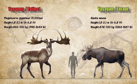 Size comparison of the extinct Megaloceros giganteus to an adult human and an Alaskan moose. It's estimated that Megaloceros stood 6 to 7 ft. tall at the shoulder. Moose Size Comparison, Size Comparison Human, Megaloceros Giganteus, Alaskan Moose, Irish Elk, Prehistoric Planet, Animal Infographic, Prehistoric Wildlife, Ancient Animals