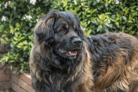 12 Most Gentle Giant Dog Breeds Big Dog Breeds Gentle Giant, Big Dog Breeds List, Dog Breeds Big, Very Big Dog, Gentle Giant Dogs, Really Big Dogs, Calm Dog Breeds, Big Dogs Breeds, Large Breed Dogs