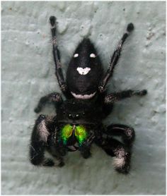 green fanged black jumping spider. This spider was on a ladie's car next to me. Of course she freaked when I said it was there. Green Jumping Spider, Black Jumping Spider, Spider Types, Bold Jumping Spider, Pretty Spiders, Arachnids Spiders, Spiders And Snakes, Green Spider, Jumping Spiders