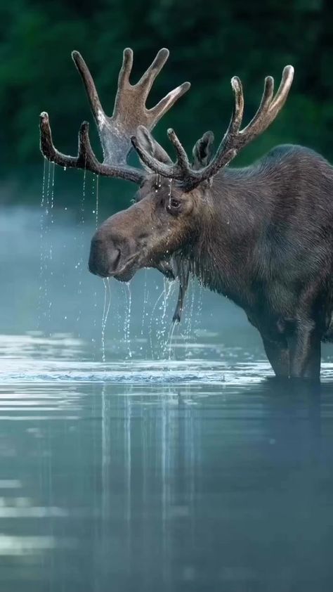 Moose Pictures, Canadian Animals, Moose Decor, Wild Animals Photos, Deer Photos, Canadian Wildlife, Bull Moose, Algonquin Park, Boreal Forest