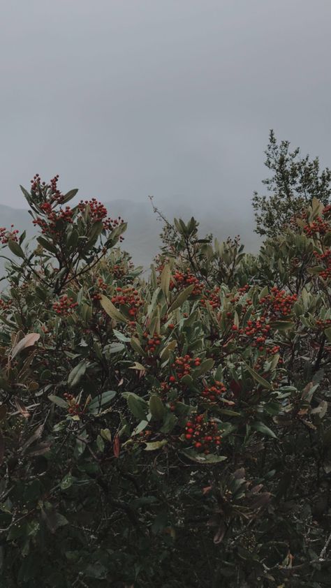 Aesthetic Fog, Foggy Aesthetic, Hozier Aesthetic, Berry Bushes, Battle Ground, Hozier, Berry