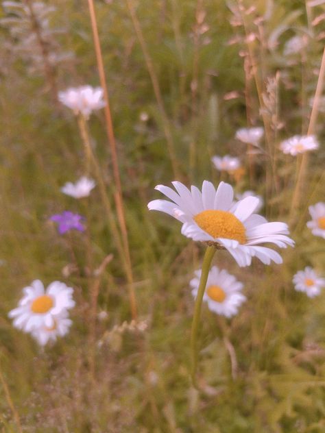 #nature #botany #plants #flowers #daisy #cottagecore #summer Sadie Core, Cottagecore Summer, Flowers Daisy, White Chrysanthemum, Really Cool Drawings, Plants Flowers, Chrysanthemum, Botany, Cool Drawings