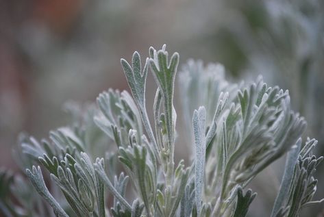 Artemisia tridentata Big Sagebrush | Truckee River Guide Big Sagebrush, Truckee River, Great Basin, Botanical Tattoo, Wildlife Gardening, Month Flowers, Drying Herbs, Medicinal Herbs, Botany