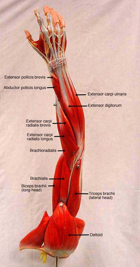 Arm Anatomy Labeled, Arm Muscles Anatomy Reference, Muscles Of Upper Limb, Muscles Of The Arm, Muscle Reference, Anatomy Muscles, Muscles Anatomy, Arm Anatomy, Human Muscle Anatomy