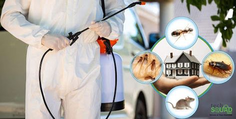 Best Pricing for Affordable and Reliable Pest Control Service in Bangalore Home Pest Control, Rid Of Bed Bugs, Rodent Control, Best Pest Control, Flea Prevention, Bug Control, Termite Control, Bees And Wasps, Pest Management