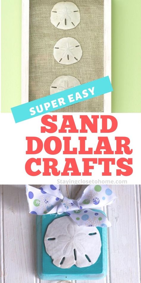 Sand Dollar Gift Ideas, Sand Dollar Diy Projects, What To Do With Sand Dollars Ideas, Decorating With Sand Dollars, What To Make With Sand Dollars, Sand Dollars Art, Diy Sand Dollar Ornaments, Framing Sand Dollars, Preserve Sand Dollars