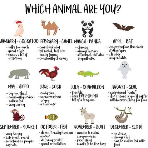 What Animal Are You, Celtic Zodiac, Talk Too Much, Meditation Apps, Always Hungry, Silly Dogs, Friend Group, Mom Tattoos, Which One Are You