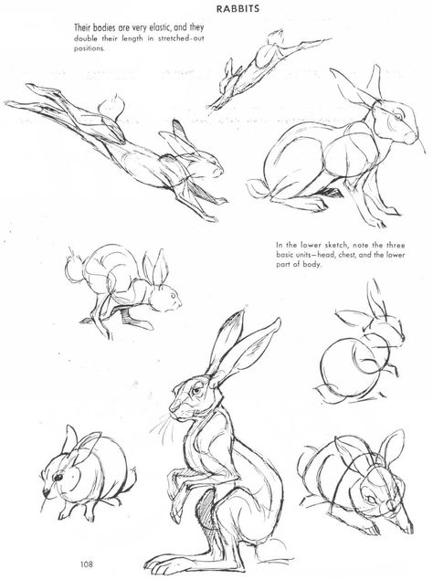 Rabbit Anatomy, Hare Drawing, Rabbit Drawing, Drawing Hands, Animal Study, Drawing Studies, Animal Drawing, Drawing Faces, Rabbit Art