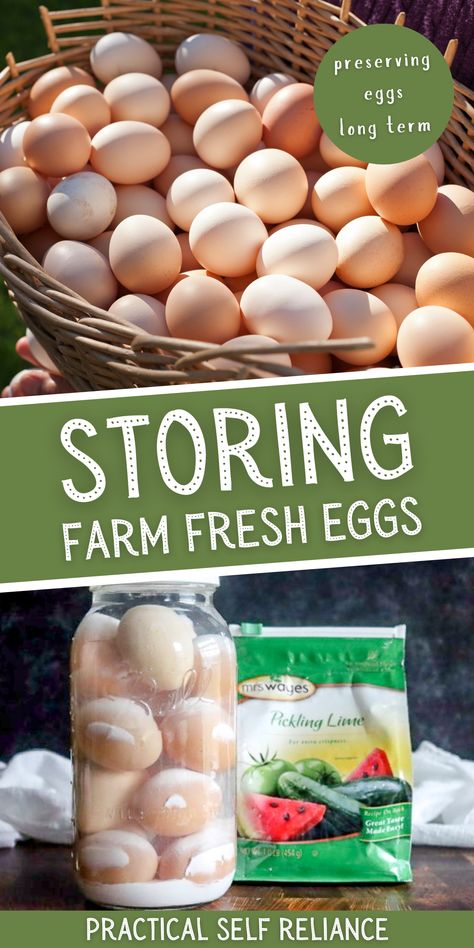 How to Store Farm Fresh Eggs: Preserving Eggs - If you have recently taken up the homesteading task of raising backyard chickens and have a bounty of fresh eggs from your laying chickens, you may be wondering how to store farm fresh eggs so they last long term. Storing eggs properly is an important part of keeping a homestead, and with a few simple tips and tricks, you'll be able to keep your eggs good and eat them year-round, by preserving them. How To Wash Farm Fresh Eggs, Chicken Breeds For Eggs, Preppers Food Storage, Preserving Eggs, Storing Food Long Term, Eating Seasonally, Storing Eggs, Prepper Food, Laying Chickens