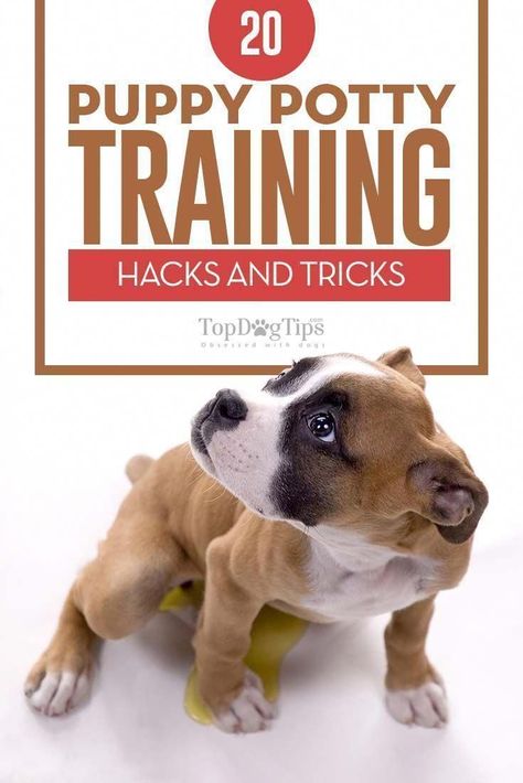 Potty Training Hacks, Puppy Potty Training Tips, Puppy Potty Training, Dog Minding, Easiest Dogs To Train, Dog Potty Training, Dog Potty, Potty Training Tips, Potty Training Puppy