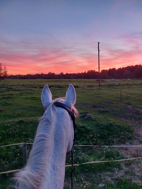 Horse Pink Aesthetic, Pink Horse Aesthetic, Paint Horse Aesthetic, Horse Riding Sunset, White Horse Aesthetic, Horse Pfp, Preppy Horse, Preppy Sunset, Cutie Theme