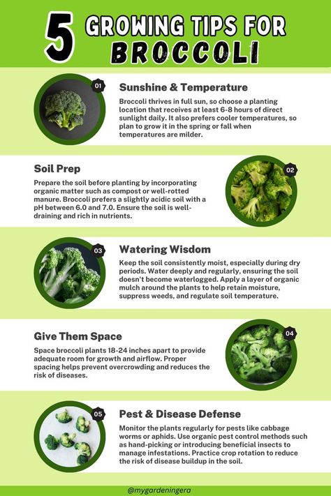 Broccoli Growing Tips, Growing Broccoli From Seed, Growing Broccoli In Containers, When To Plant Broccoli, How To Plant Broccoli, Planting Broccoli, Broccoli Growing, Apartment Vegetable Garden, How To Grow Broccoli