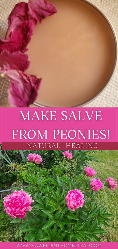 An easy recipe with just a few ingredients on how to make a healing salve from peony petals!  Explore the use of natural flowers, herbs and weeds to easily make healing salves! Things To Do With Herbs, Peony Petal Uses, Peony Salve, Peony Recipes, Herbal Oil Recipes, Herbal Salve Recipes, Medicinal Herbs Remedies, Peony Petals, Herbal Medicine Recipes