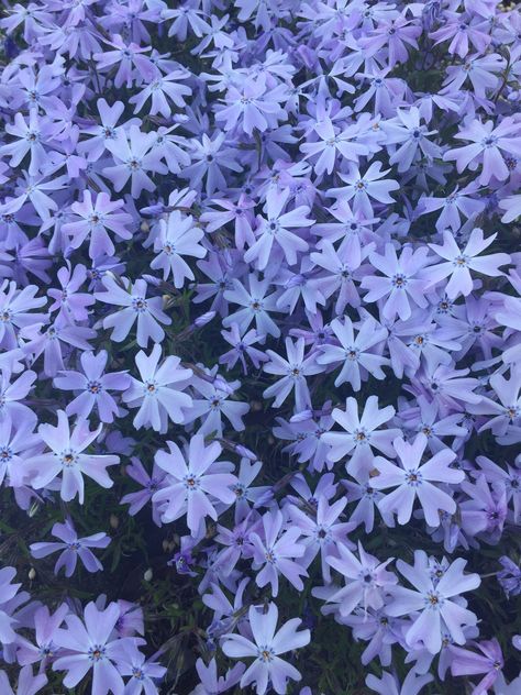 Periwinkle Flowers Aesthetic, Purplish Blue Aesthetic, Robin Background, Purple Flower Aesthetic, Blue And Purple Aesthetic, Purple And Blue Aesthetic, Purple Flowers Aesthetic, Blue Purple Aesthetic, Purple Blue Aesthetic