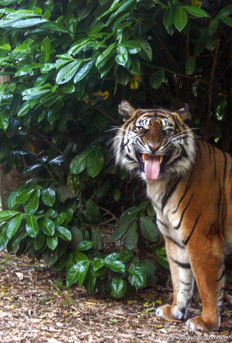 Tiger at the London zoo during Zoo Lates London Zoo Aesthetic, Zoo Wallpaper, Zoo Aesthetic, Zoo Photography, Zoo Pictures, Denver Zoo, Rainforest Cafe, Animal Doctor, Dream Things