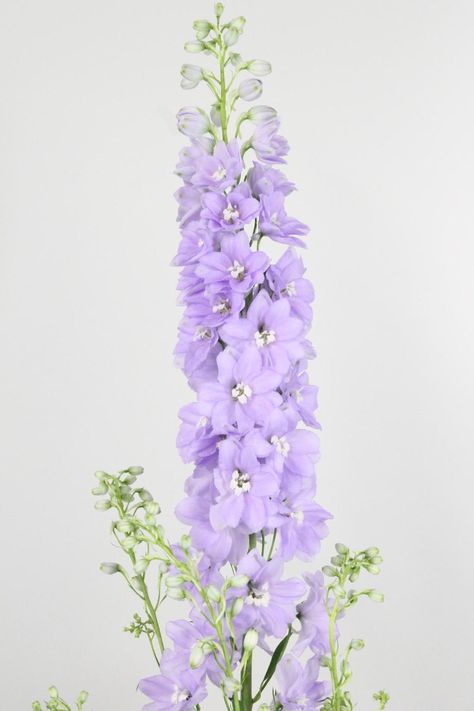 Lavender Hybrid Delphinium Light Purple Delphinium, Lilac Delphinium, Lavender Larkspur, Lavender Delphinium, Purple Delphinium, Tracey Ellis, Flower Reference, Larkspur Flower, Stem Flowers