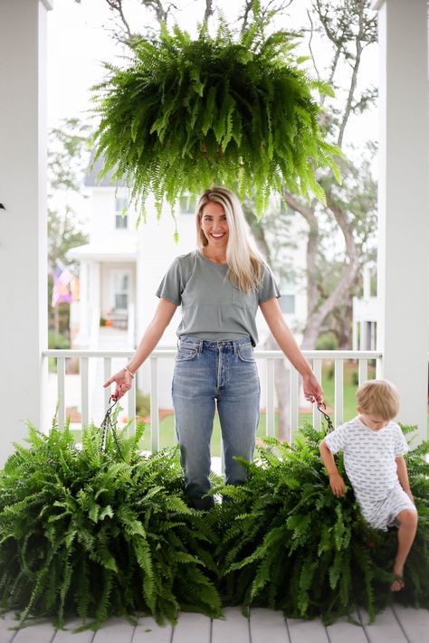 how to get big healthy ferns - Megan Stokes Porch Ferns Hanging Baskets, Caring For Ferns Outdoors, How To Take Care Of Ferns Outside, Fern Container Ideas, Ferns On Porch, Hanging Porch Plants, Landscaping With Ferns, Hanging Plants Outside, Hanging Boston Fern