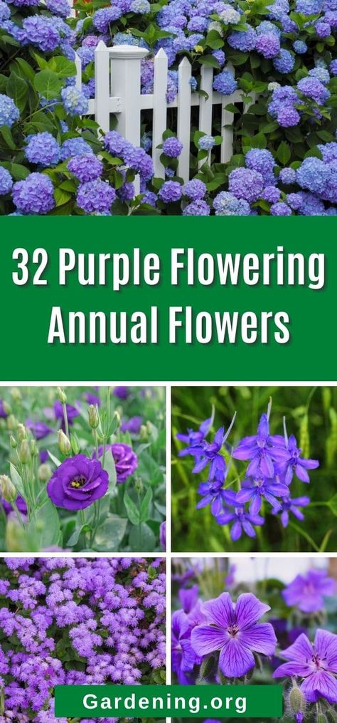 Purple Flower Plant, Purple Plants Outdoors, Purple Garden Ideas, Purple Annual Flowers, Purple Annuals, Tall Purple Flowers, Purple Flower Garden, Purple Flowering Plants, Memory Garden