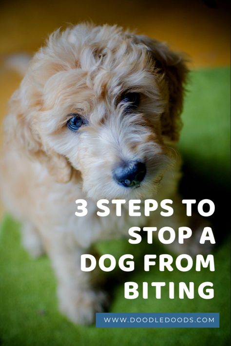 How To Stop A Dog From Biting, How To Get Your Puppy To Stop Biting You, How To Stop A Puppy From Biting, How To Stop Puppies From Biting, Stop Dog From Biting, Biting People, Stop Puppy Biting, Dog Biting Training, Puppy Training Biting