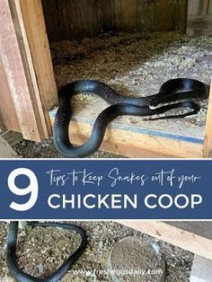 Reban Ayam, Chicken Houses, Cute Chicken Coops, Small Chicken Coops, Chicken Coop Garden, Cottagecore Kitchen, Backyard Chicken Coop Plans, Chicken Coup, Chicken Coop Signs