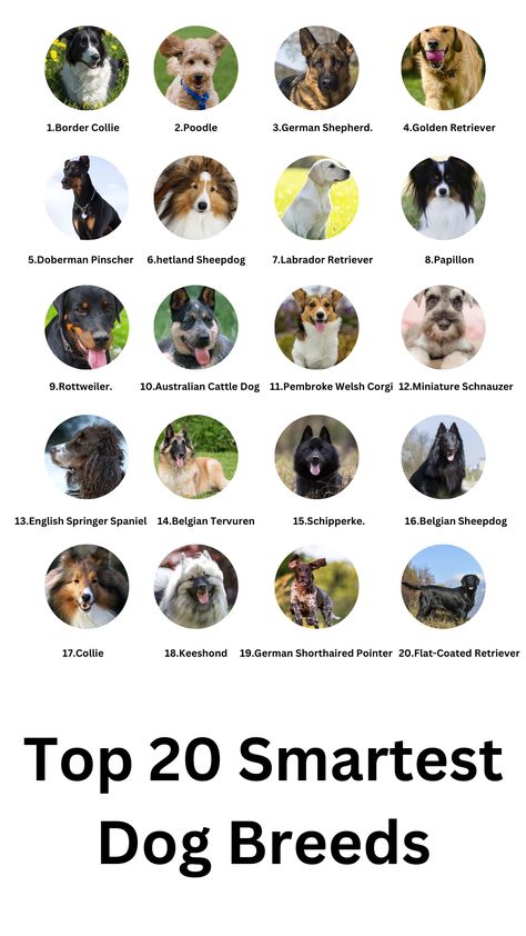 🐾 Discover the top Smartest Dog Breeds! 🧠 These canine geniuses excel in learning commands, solving problems, and charming hearts. From Border Collies to Poodles, explore the fascinating world of intelligent dogs. Find your perfect match and embark on a journey of discovery and companionship. 🐕🌟 #smartest dog breeds list Athletic Dog Breeds, Protection Dogs Breeds, Guard Dogs Breeds, Types Of Dogs Breeds List, Types Of Big Dogs, Dogs Breeds Large, Dog Breeds Big, Small Dogs Breed, Type Of Dogs