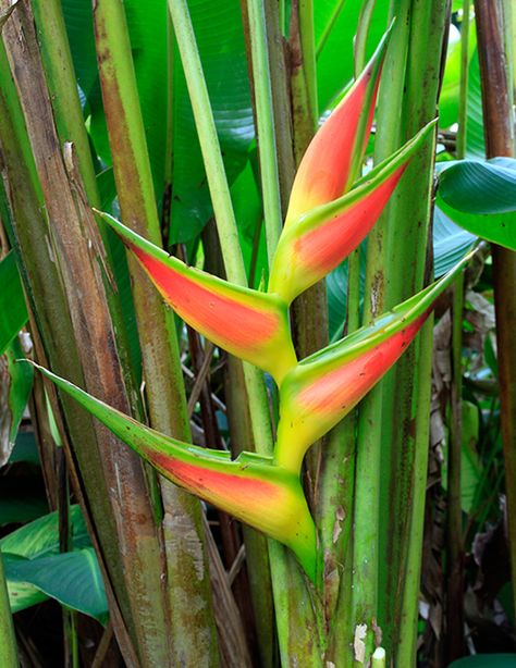 heliconia-bihai-giant-lobster-claw Lobster Claw Plant, Thai Garden, Tropical Garden Plants, Giant Lobster, Heliconia Flower, Tropical Backyard Landscaping, Green Lips, Tropical Backyard, Spiral Art