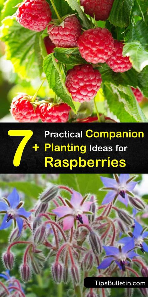 Japanese Companion Planting, Raspberry Shortcake Plant, Fruit Companion Planting, Nasturtium Companion Plants, Poppy Companion Plants, Raspberry Companion Plants, Companion Plants For Strawberries, Blackberry Companion Plants, Watermelon Companion Plants