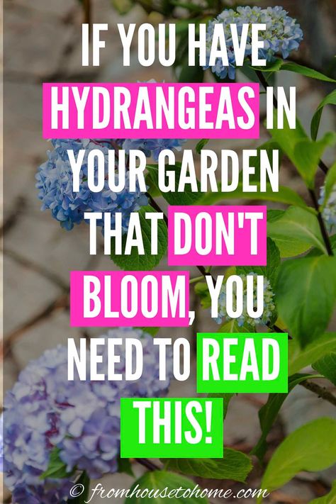 How To Get Hydrangeas To Bloom, Hydrangea And Hostas Landscaping, Baking Soda For Hydrangeas, Hydrangea Landscaping Ideas, What To Plant With Hydrangeas, Hydrangea Plant Care, When To Prune Hydrangeas, Shade Loving Shrubs, Pruning Hydrangeas