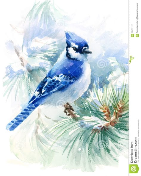 Jay Winter, Akvarel Illustration, Snow Illustration, Blue Jay Bird, Rasy Koni, Jay Bird, Watercolor Christmas Cards, Contemporary Abstract Art, Bird Pictures