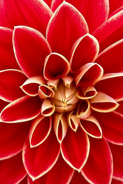 Close Up Photography of Red Petaled Flower Ftd Flowers, Natural Form Art, Red Dahlia, Flower Close Up, Blossom Garden, Close Up Photography, Autumn Gifts, Dahlia Flower, Flower Quotes