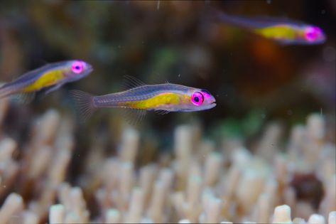 Dwarf Gobies | A small species of goby, Bryaninops natans. I… | Flickr Goby Fish, Hard Coral, Asia Trip, Life Under The Sea, Underwater Sea, I'm Grateful, South East Asia, Coffee Table Book, Phish