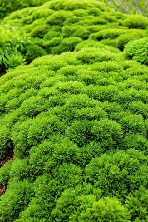 Discover the art of growing Irish moss from seed with our step-by-step guide. Follow our expert tips and learn how to cultivate this beautiful ground cover effortlessly. Whether you're a seasoned gardener or just starting out, growing Irish moss can be a rewarding experience. Create a lush green carpet in your garden by following our simple techniques for sowing and caring for Irish moss seeds. Bring nature's beauty to your outdoor space with this versatile plant that thrives in various conditio Irish Moss Ground Cover, Moss Lawn, Moss Grass, Growing Moss, Irish Moss, Green Carpet, Room With Plants, Wardrobe Inspiration, Seed Starting