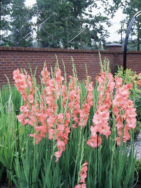 This gorgeous Gladiolus will look as good in a vase as it does in the garden! More of the best summer bulbs:  http://www.bhg.com/gardening/flowers/bulbs/summer-bulbs/?socsrc=bhgpin080113gladiolus=13 Pink Gladiolus, Gladiolus Bulbs, Summer Bulbs, Summer Flowers Garden, Gladiolus Flower, Yard Party, Garden Bulbs, Cut Flower Garden, Have Inspiration