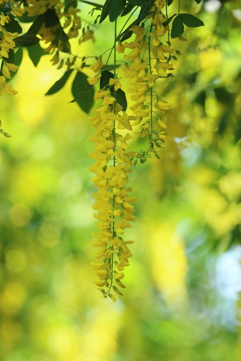 Yellow Wisteria, Wisteria Tree, Flowering Trees, Trees And Shrubs, Wisteria, Grapes, Trees, House Design, Yellow