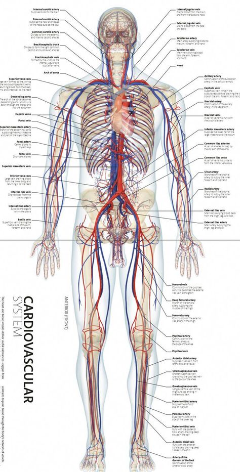 Human Anatomy Picture, Human Muscular System, Nervous System Anatomy, Human Skeleton Anatomy, Medical Assistant Student, Sistem Saraf, Human Body Organs, Basic Anatomy, Medical School Life