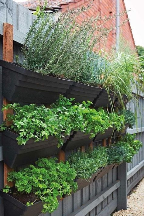 Garden Ideas Australia, City Gardening, Kebun Herbal, Outdoor Herb Garden, Vertical Herb Garden, Home Grown Vegetables, Walled Garden, Veg Garden, Home Vegetable Garden