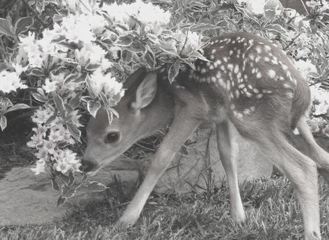 Deer Girl, Lana Del Rey Songs, Fawns Deer, Doe Eyes, Oh Deer, Baby Deer, Blogger Girl, Animal Photo, Animals Friends