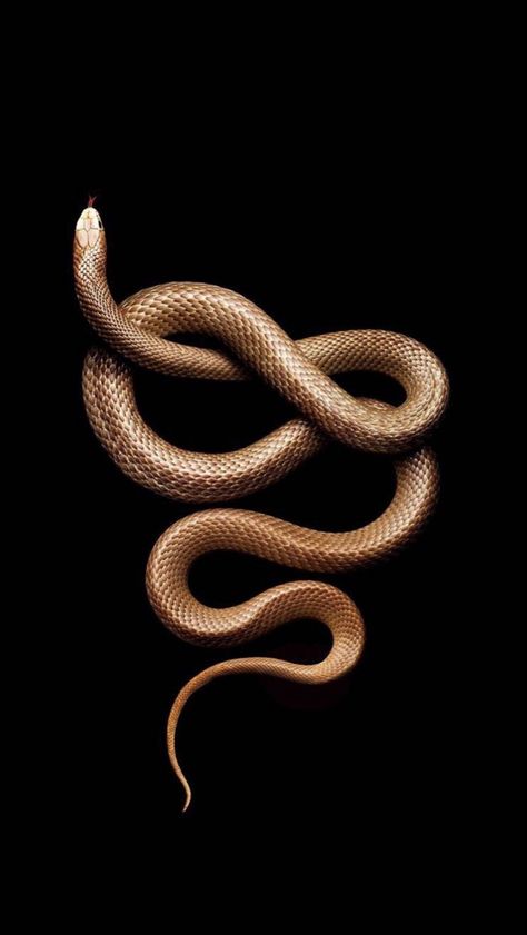 Python Snake Aesthetic, Gold Snake Wallpaper, Golden Snake Aesthetic, Snake Asethic, Black And Gold Aesthetic Wallpaper, Pics Of Snakes, Snake Aesthetic, Golden Snake, Snake Wallpaper