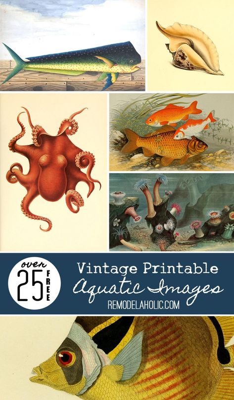 25+ FREE Vintage Printable Aquatic Images via Remodelaholic.com -- perfect for decorating a beach house or just dreaming of the ocean and marine life! Photography Genres, Photography Kit, Affinity Photo, Vintage Printable, Printable Vintage, Cadeau Photo, Printable Image, Vintage Printables, Free Prints