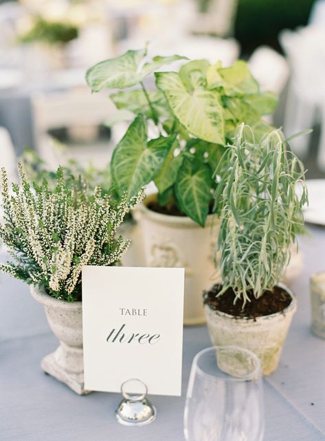 Herbs As Centerpieces Wedding, Potted Plants As Wedding Decor, Green Plants Centerpieces, Plant Wedding Centerpieces Potted, Potted Table Centerpieces, Potted Plants For Centerpieces, Potted Plants For Wedding Decor, Herb Garden Table Centerpiece, Houseplant Table Centerpiece