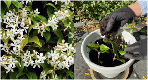 Madagascan Jasmine, Jasmine Ground Cover, Star Jasmine Vine, Asiatic Jasmine, Jasmine Vines, Plant Space, Winter Jasmine, Jasmine Vine, Jasmine Plant