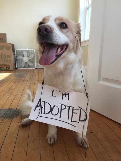 Happy dog wearing a sign that says "I'm adopted" Shelter Dogs Adoption, Adoption Day, Dog Photoshoot, Pet Day, Funny Dog Pictures, Older Dogs, Puppy Adoption, Funny Dog Videos, Dog Pin