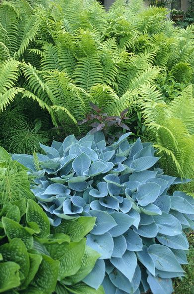 "Ferns have long been used next to Hostas, because their fine foliage contrast with the broad, smooth leaves of the Hostas." Zone 5 Full Sun Perennials, Blue Hosta, Shade Garden Design, Ferns Garden, Shade Garden Plants, Hosta Gardens, Garden Shrubs, Have Inspiration, Contemporary Garden