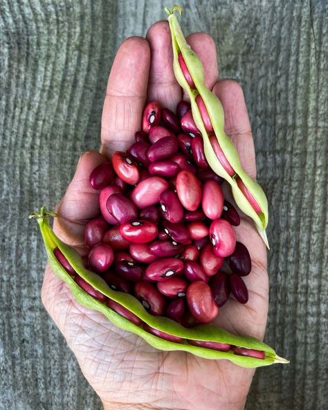 This beauty is Hidatsa Red bean.  Dating back around 2,000 years, this historic heirloom bean was a staple crop of the Hidatsa people who populated what is now the Dakotas region of the USA.    https://shegrowsveg.com/product/semi-dwarf-bean-hidatsa-red/   #greenthumb #growyourfood #ediblegarden #gardenersofinstagram #growfood #bean #beans #homesteader #growsomething #backyardgardening #garten #huerta #ilovegardening #instagardener #gardener #veggarden #veggiepatch #lovegardening #growyourown Beans Seeds, Bean Varieties, No Support, Bush Beans, Veggie Patch, Bean Seeds, Drought Resistant, Veg Garden, Red Bean