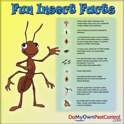 Facts About Insects, Insect Games, Ant Cartoon, Bug Facts, Insects For Kids, Bug Games, Insects Preschool, Bugs Preschool, Brownie Girl